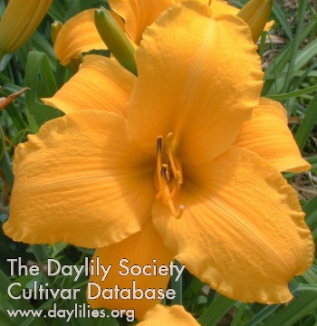 Daylily Big Spender
